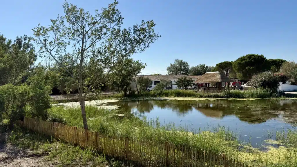 Mas de Dard paillote snack Fabrication à la main d'une paillote-snack à l'entrée du Mas de Dard aux Saintes-Maries-de-la-Mer. Lieu de mariages, de réception, de séminaires, événements privés ou professionnels